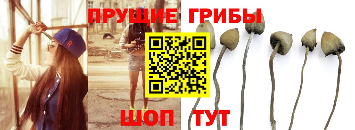 Самара  Галлюциногенные грибы Psilocybe  Вход с VPN 